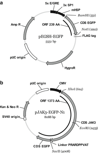 A299540_1_En_24_Fig1_HTML.gif