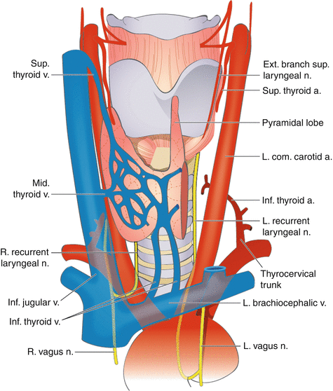 thyroid gland anatomy