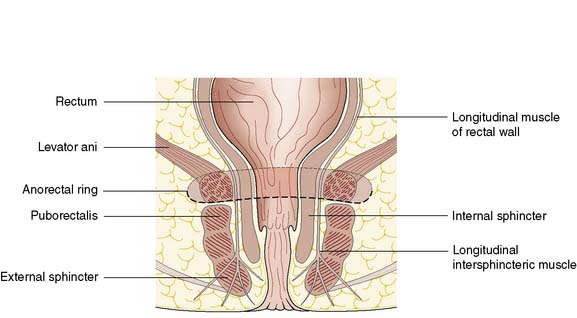 Anal canal: Anatomy, histology and function | Kenhub