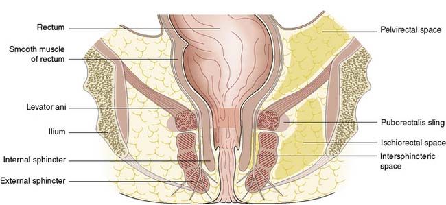 external muscle sphincter Anus