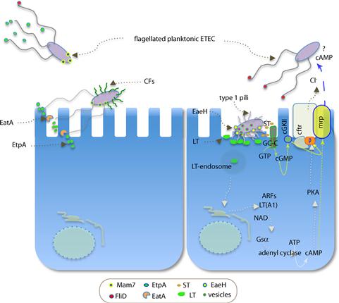 Enterotoxigenic Escherichia Coli | Basicmedical Key