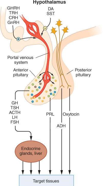 this pituitary hormone goes to the adrenal glands