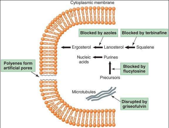 view energy conservation in biological membranes
