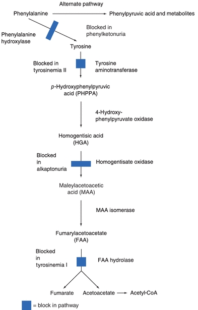 Alkaptonuria Pathway