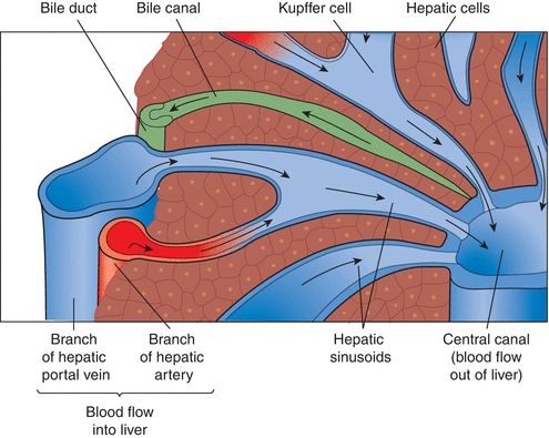 Liver Function | Basicmedical Key