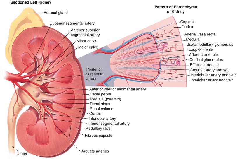 Renal Function Basicmedical Key