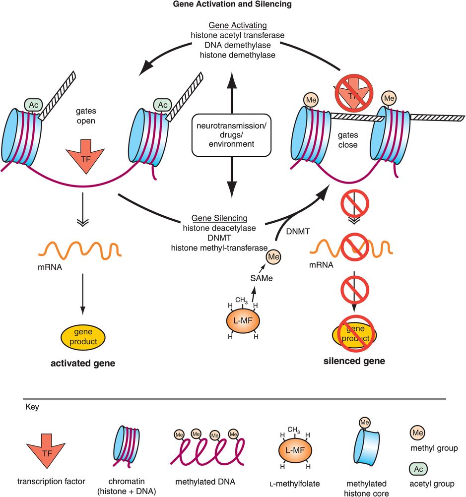 Neurotransmission Process Step By Step