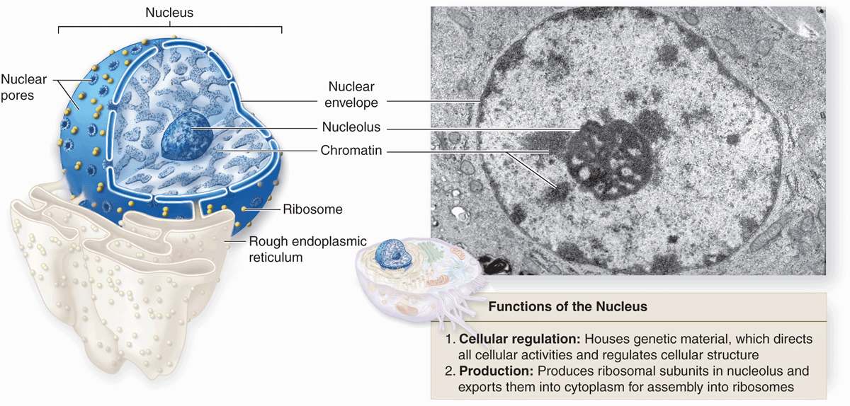 Nucleus