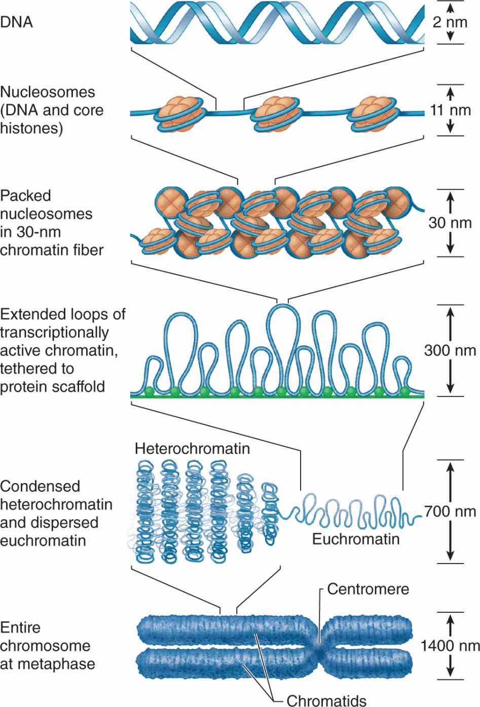 Днк цитология. Chromatin. Nucleosome, chromatin, chromosome. Хроматин биохимия. Хроматин медицинская биология.