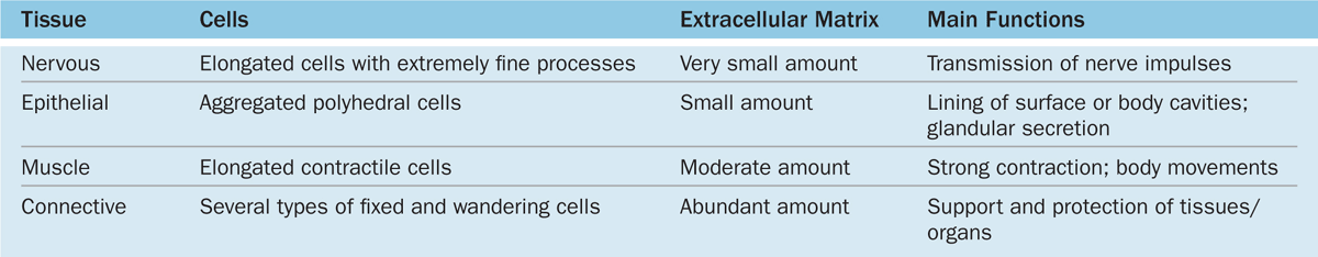 types of epithelial cells