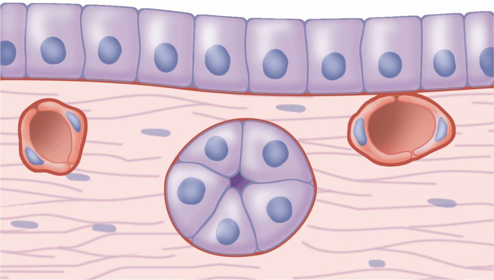 Where Is Epithelium Connective Tissue And Blood Vesse - vrogue.co