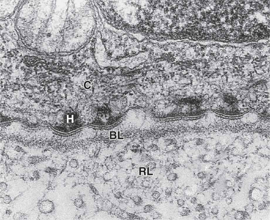 basal lamina vs basement membrane