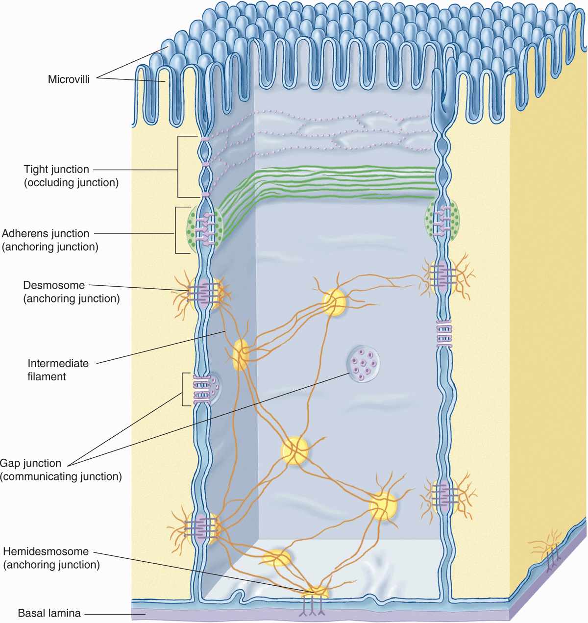 What Is The Function Of Basement Membranes Epithelial Tissues Picture