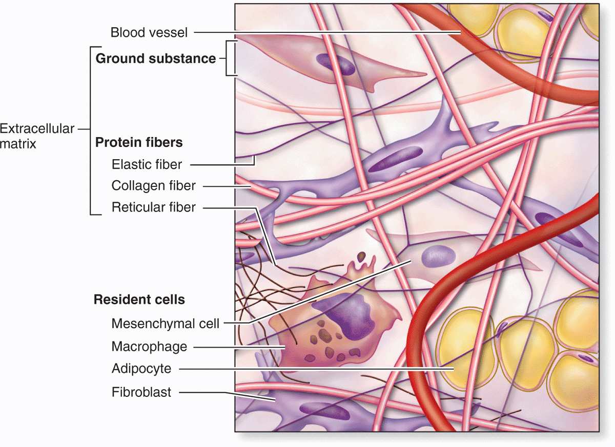 loose connective tissue labeled matrix