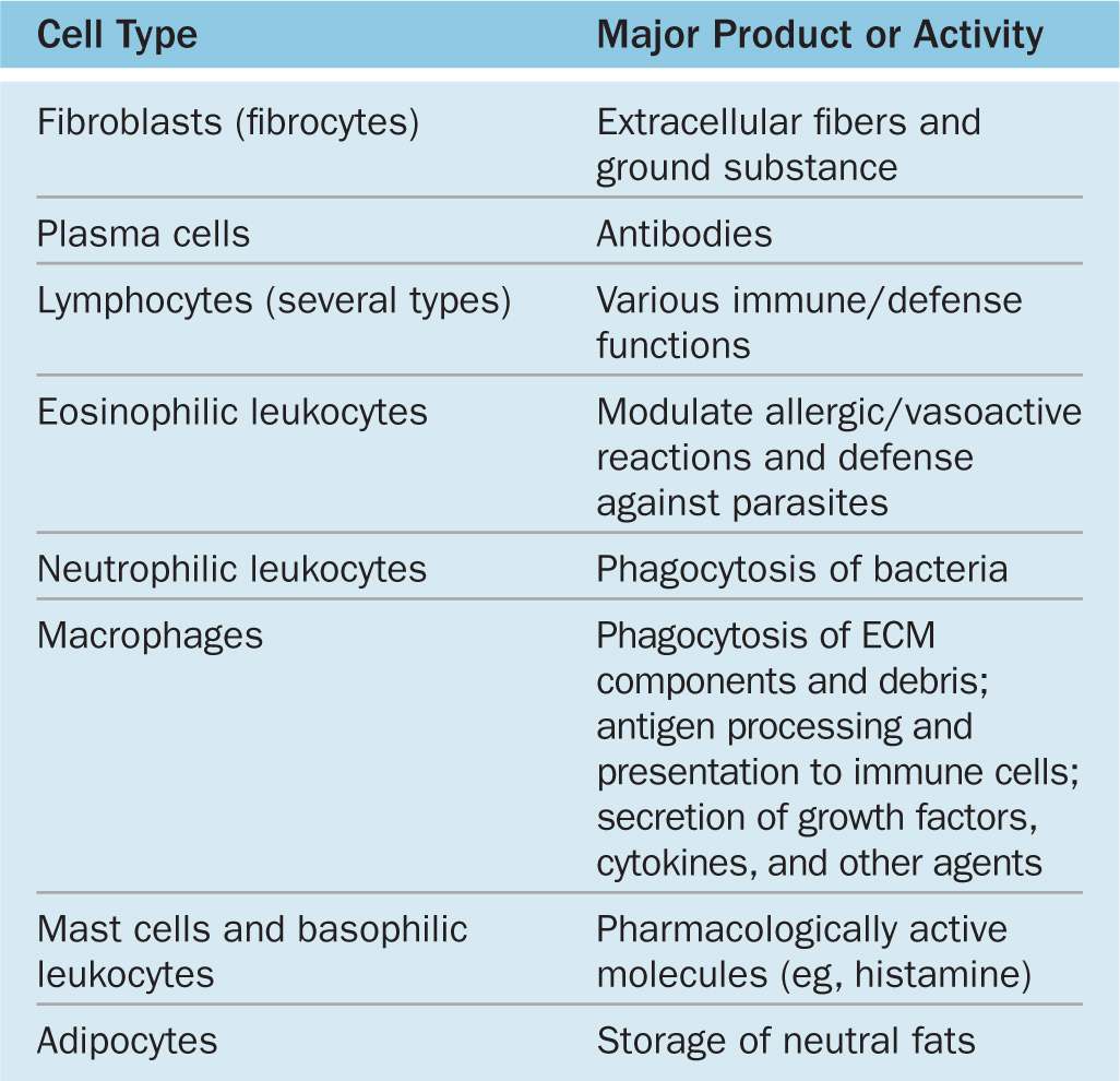 Connective Tissue Cell Types