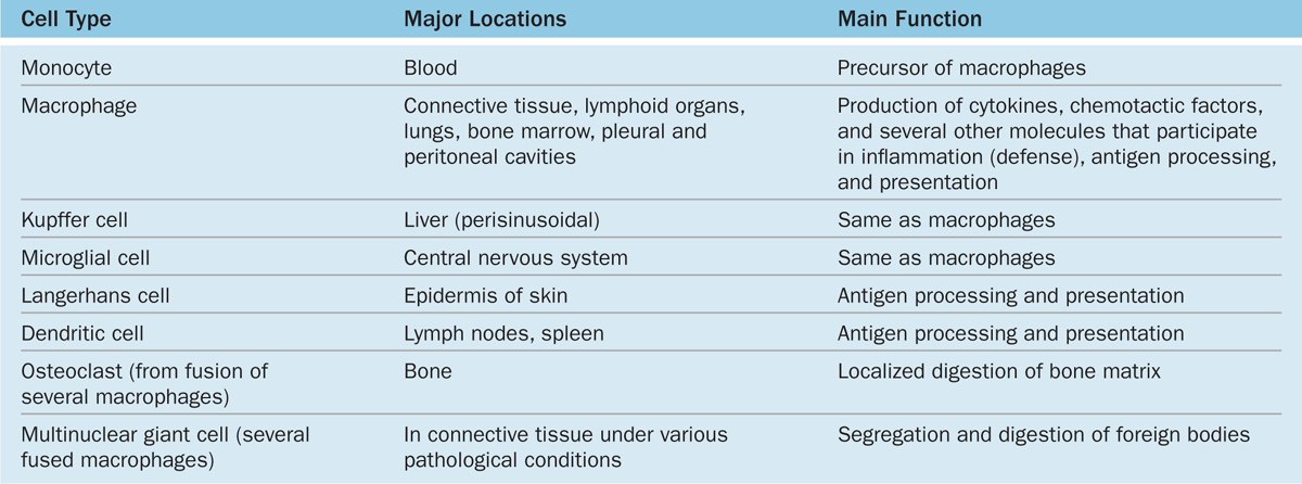 connective tissue types and functions