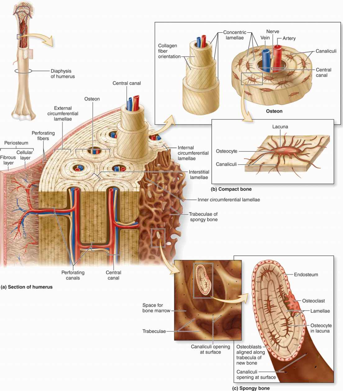 canaliculi compact bone