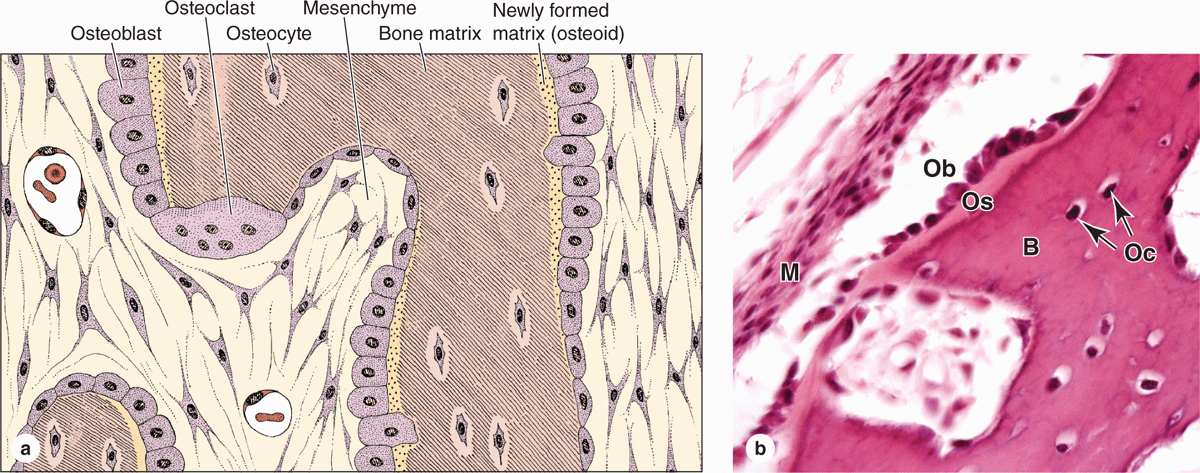 bone cells under a microscope