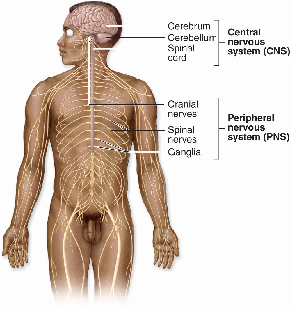 Nerve Tissue The Nervous System Basicmedical Key