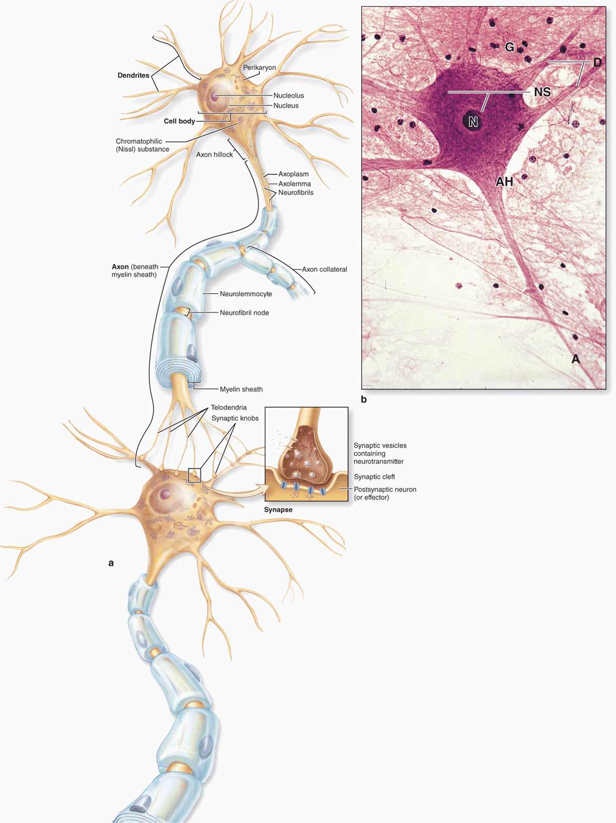 Labeled Neuron Nervous Tissue Cells