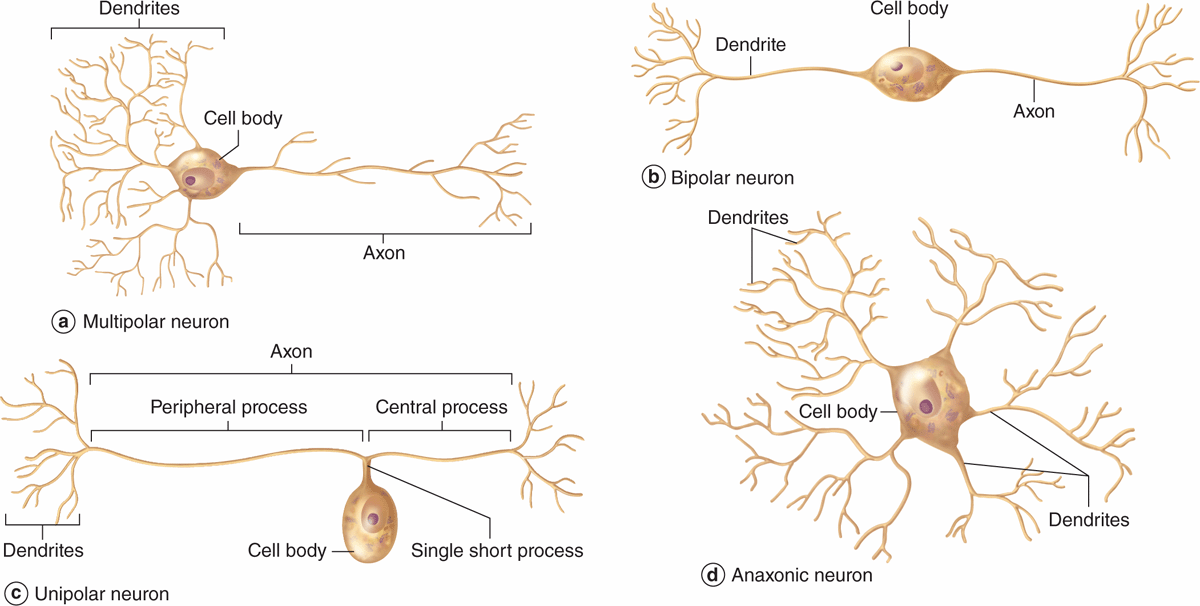 unipolar neuron dendrite