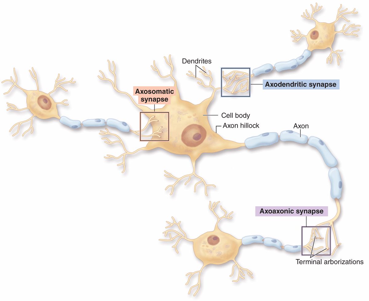 Nerve Tissue & the Nervous System | Basicmedical Key enzymatic diagram 