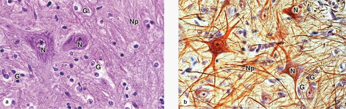 sensory neurons microscope