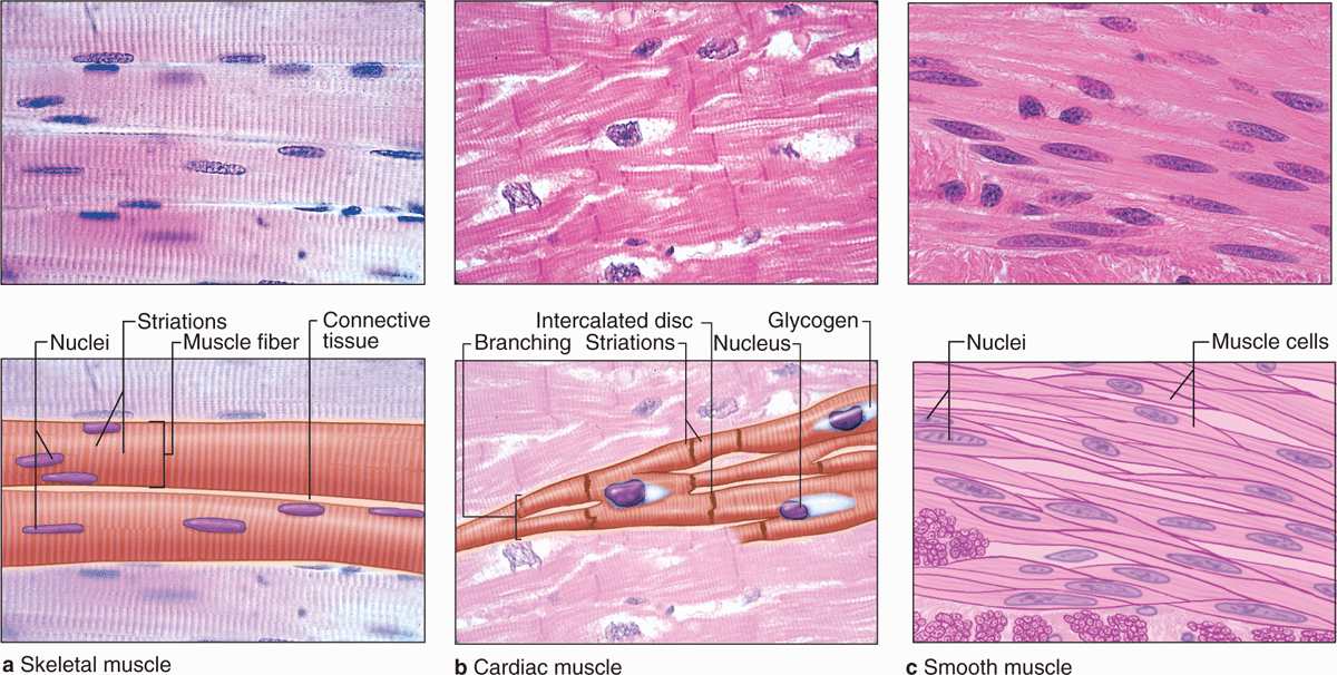 Types Of Muscle Tissue
