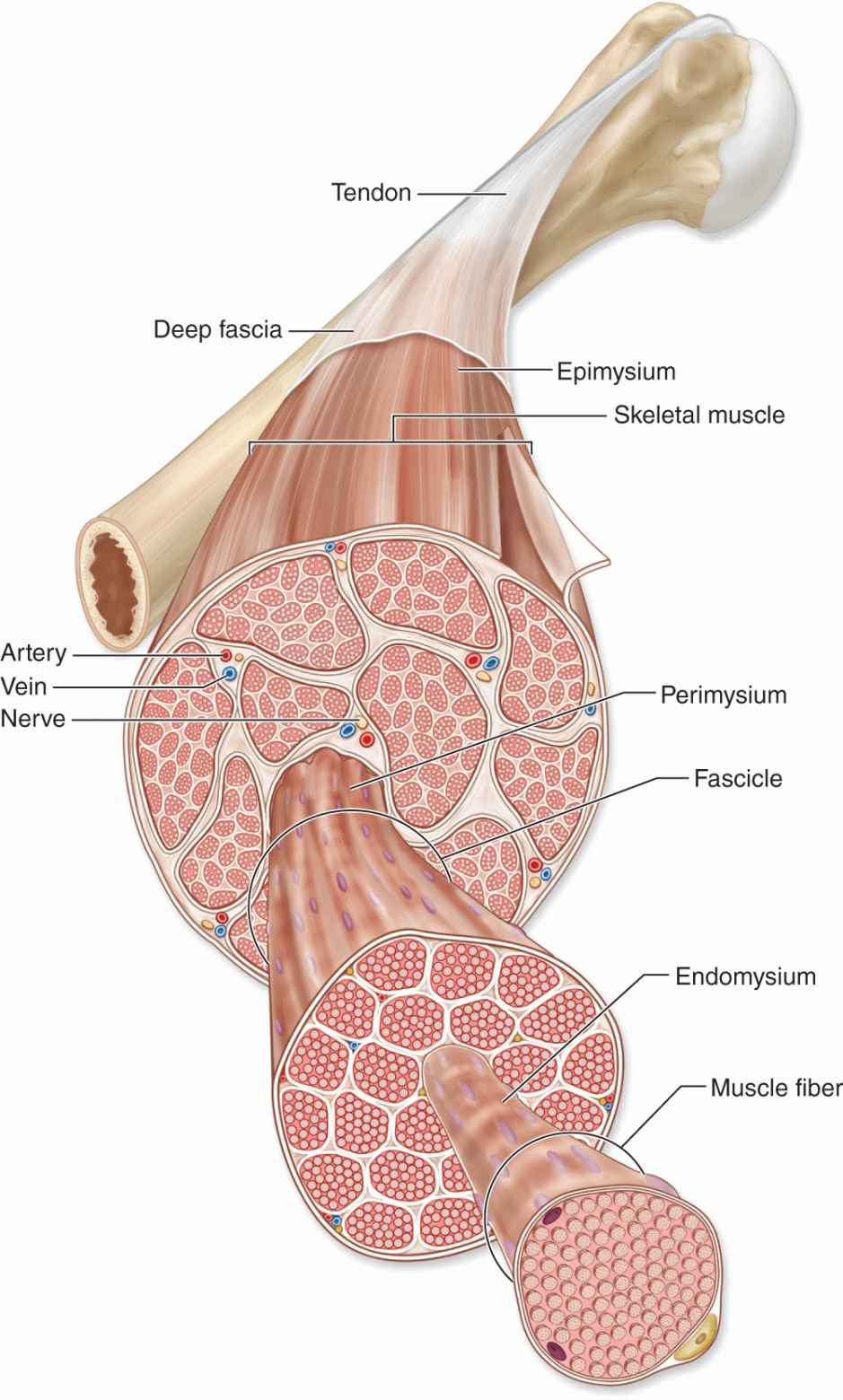 muscle-tissue-basicmedical-key