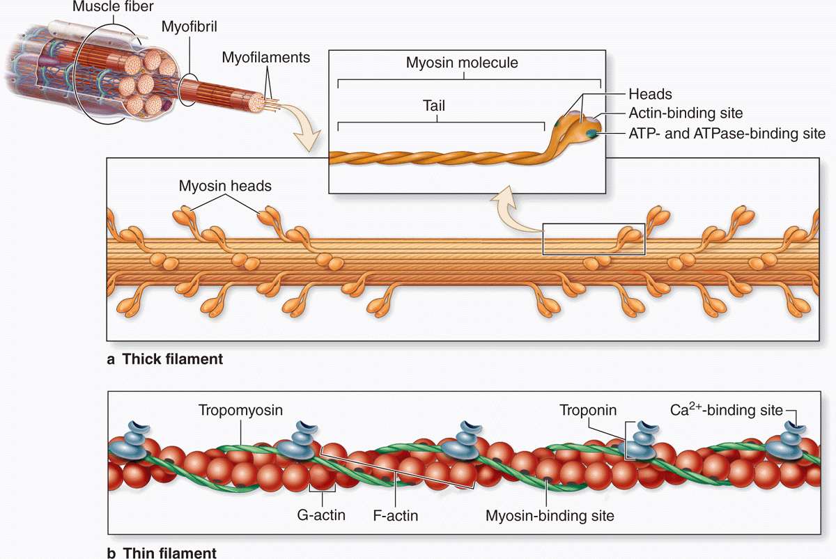 Muscle Filaments
