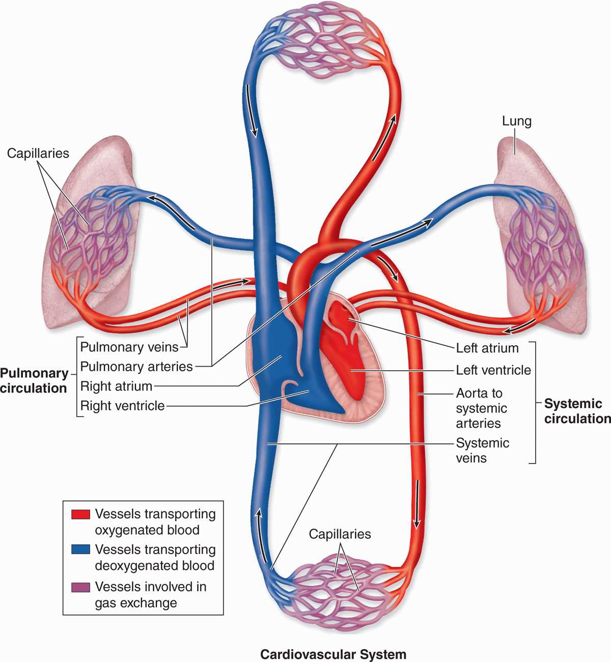 Кровообращения имеют. Circulatory (cardiovascular) System кролик. Схема кровообращения человека. Сердечно сосудистая система. Круги кровообращения на английском.