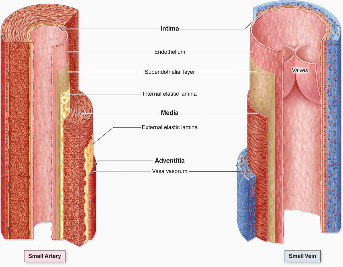 Строение вены анатомия