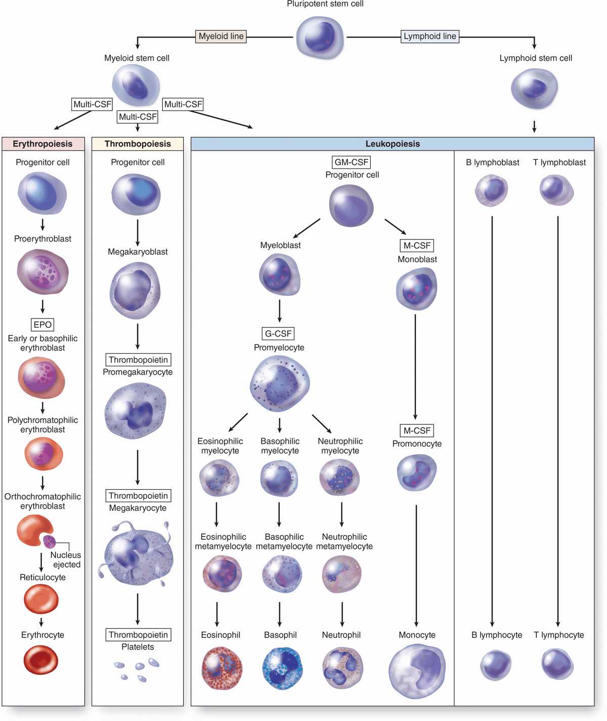 Hemopoiesis Basicmedical Key