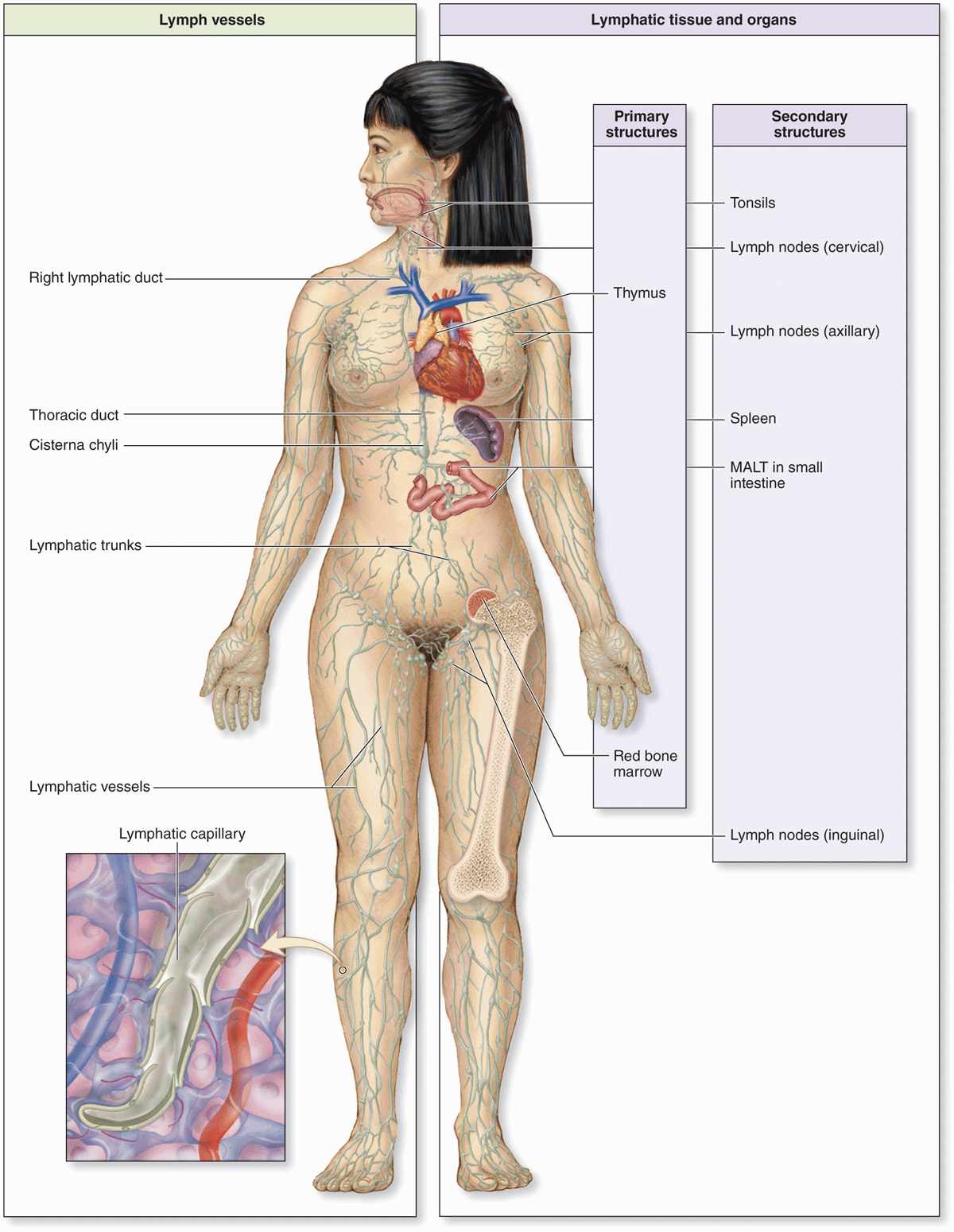 human immune system organs