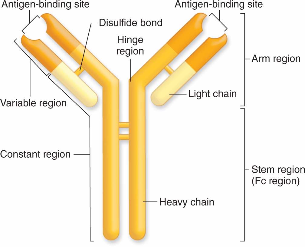 The Immune System Lymphoid Organs Basicmedical Key