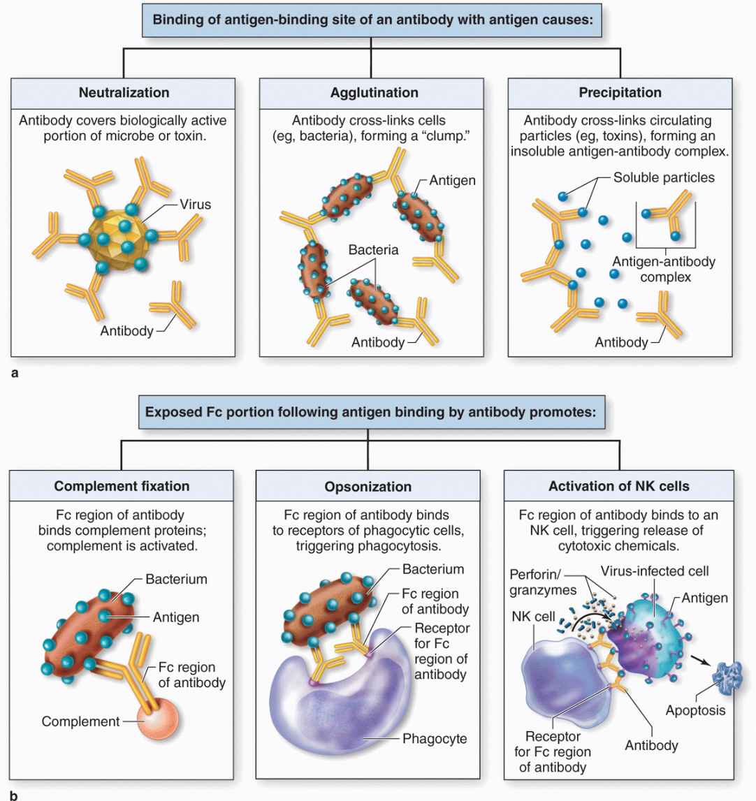 The Immune System & Lymphoid Organs Basicmedical Key