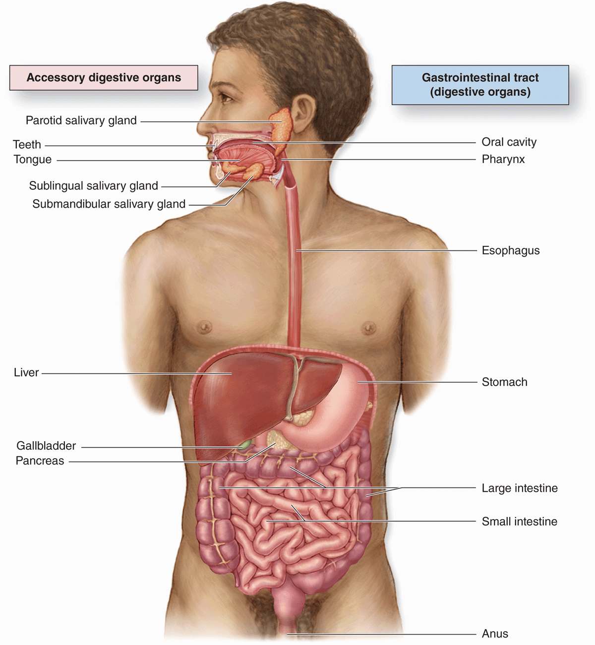 What Are Two Other Names For The Digestive Tract