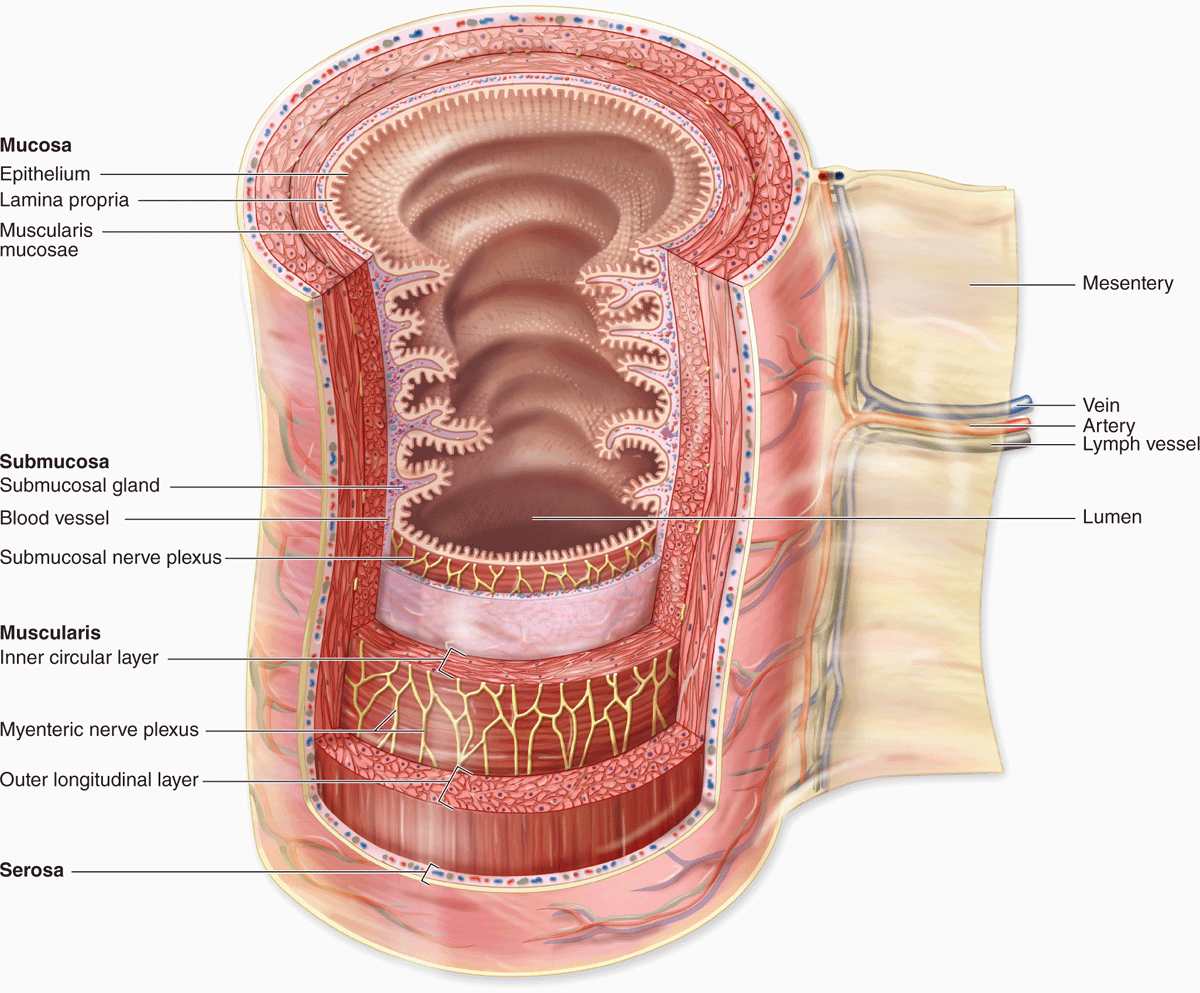 What Is Another Term For Digestive Tract