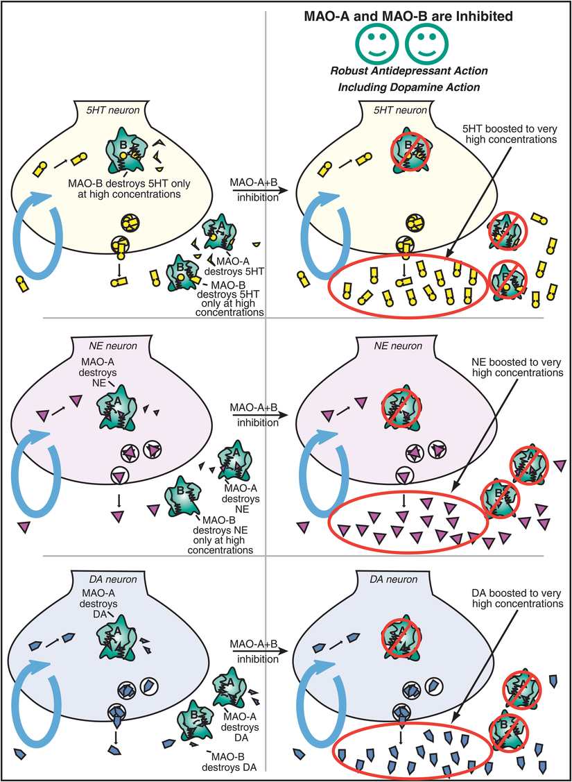 Antidepressants | Basicmedical Key