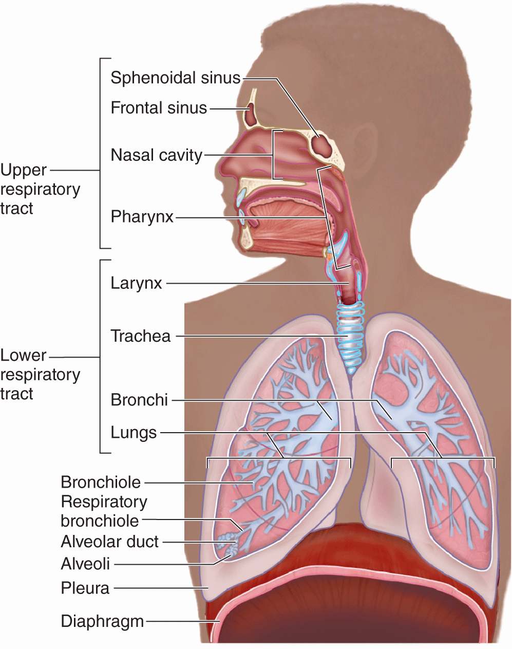 Surface anatomy and projections of the tracheobronchial tree.