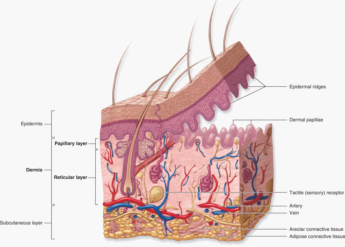 hypodermis layer