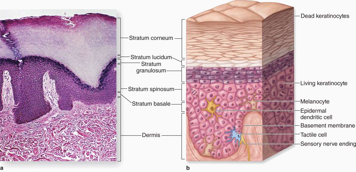 skin layers stratum