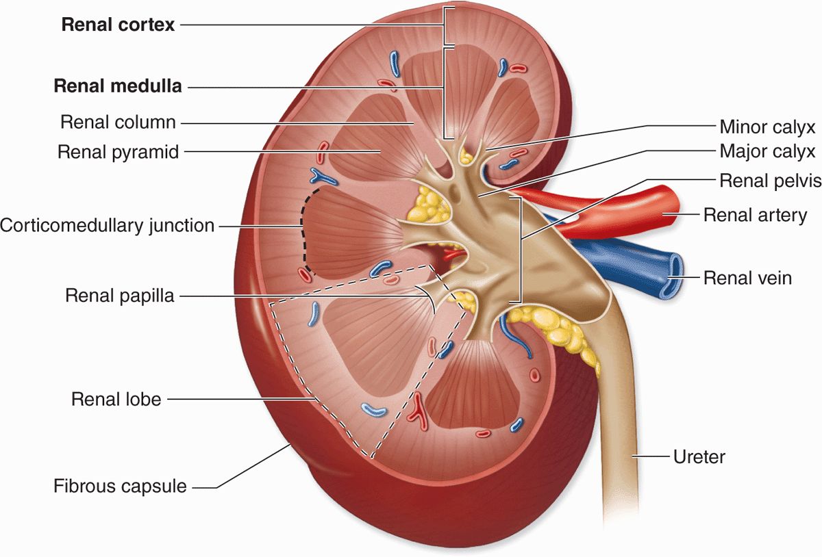 what-is-the-primary-function-of-the-minor-calyces