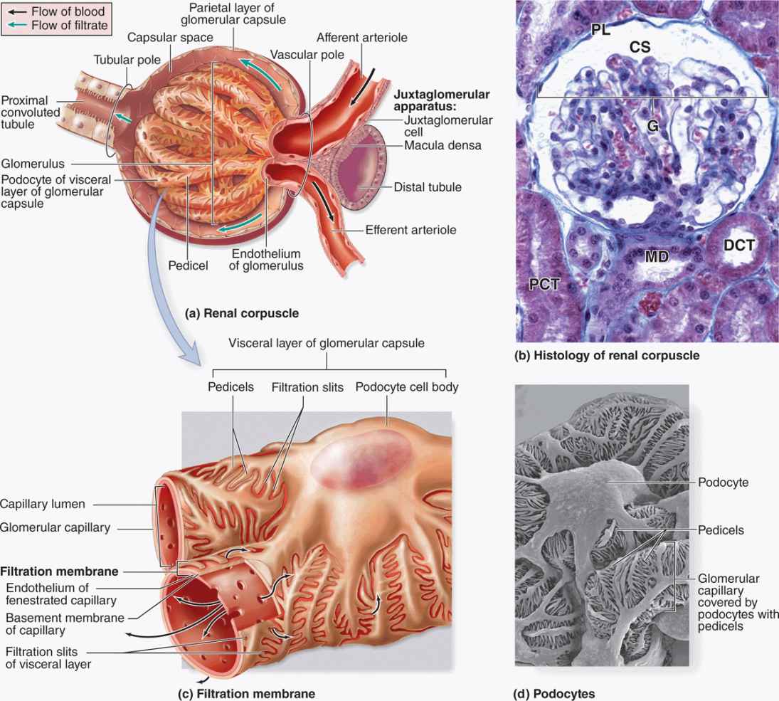 glomerular capsule histology