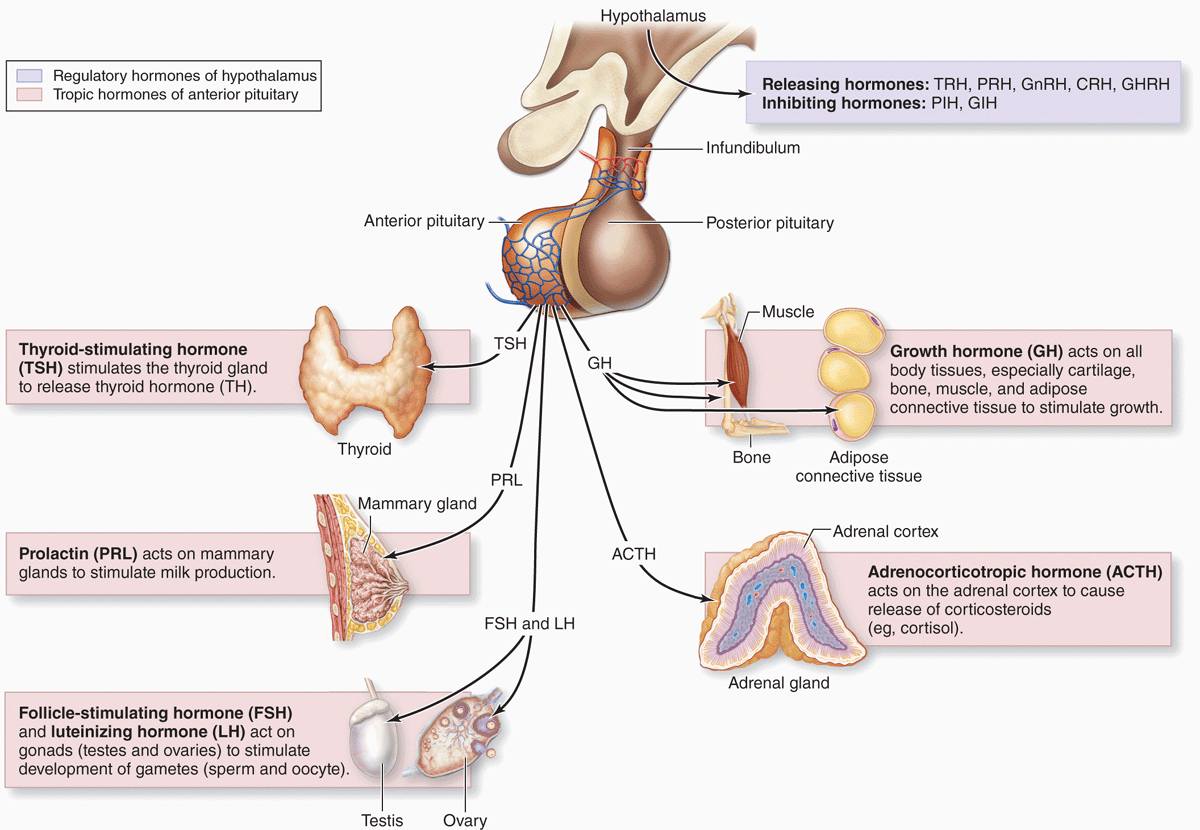 what hormones are secreted by the adrenal gland