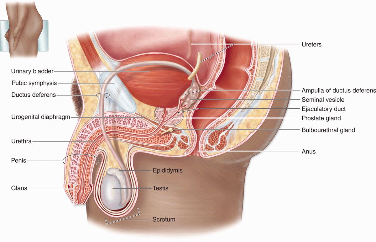 Drawing Male Reproductive System Royalty-Free Images, Stock Photos &  Pictures | Shutterstock