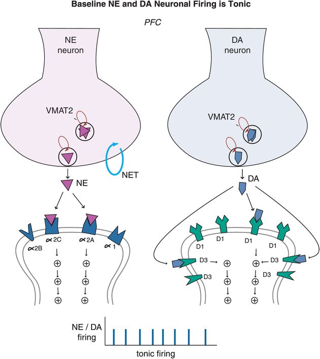 Full article: Anxiolytic effects of theaflavins via dopaminergic activation  in the frontal cortex