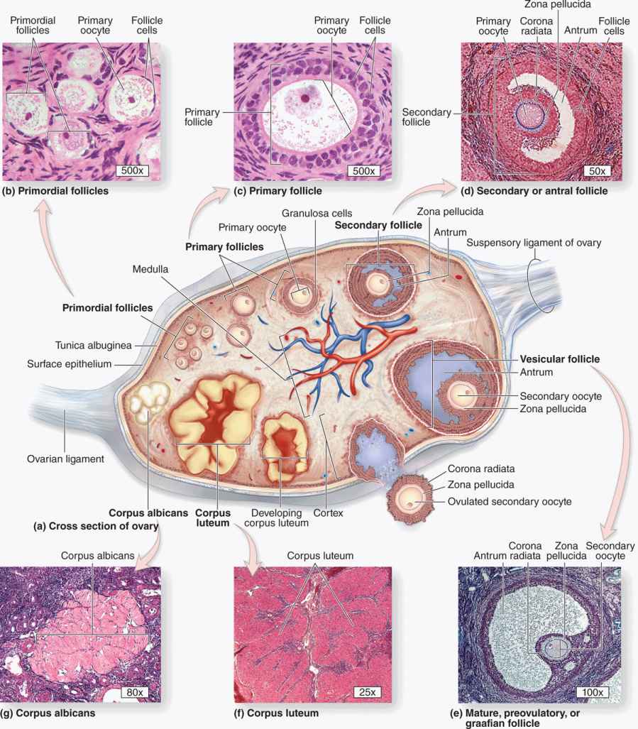 Ovary Histology Ovarian Follicles Corpus Luteum With Labeled Diagram ...