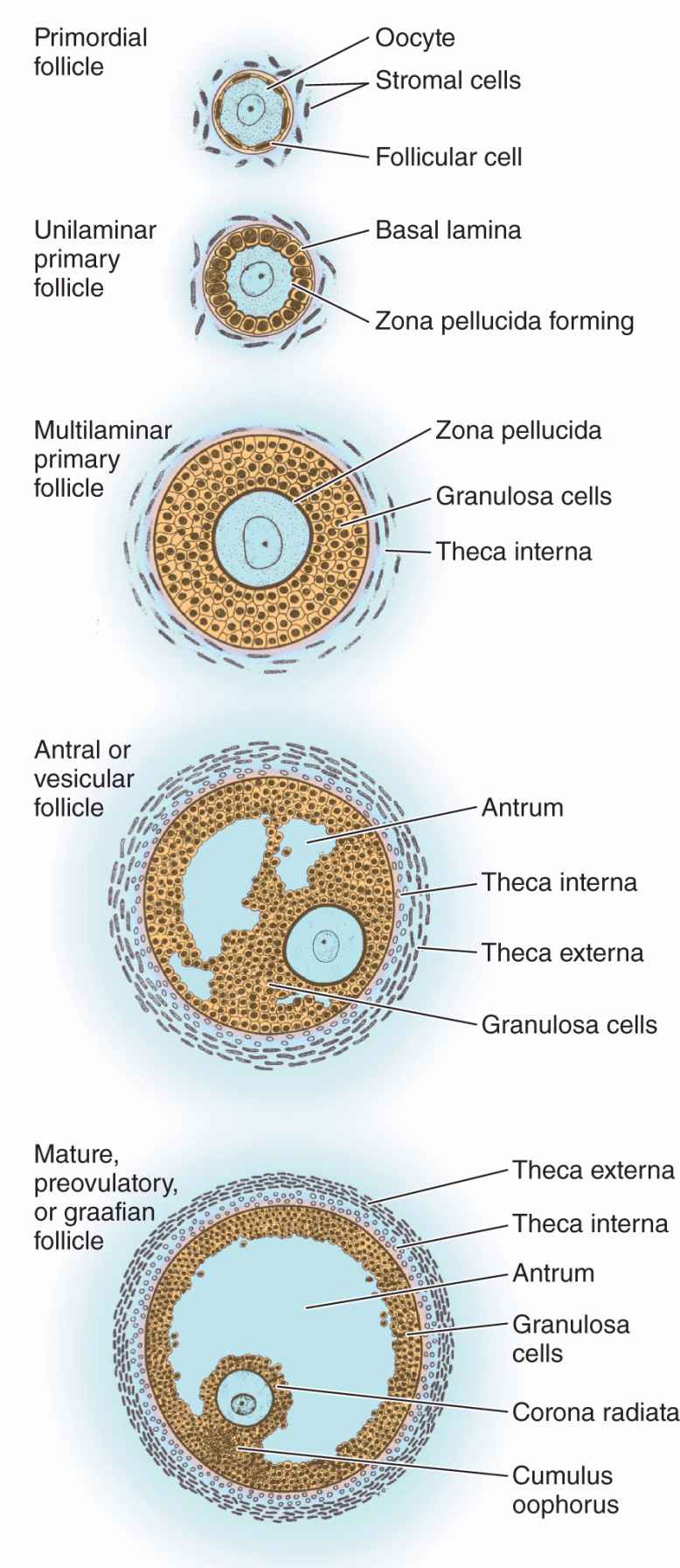 The Female Reproductive System Basicmedical Key