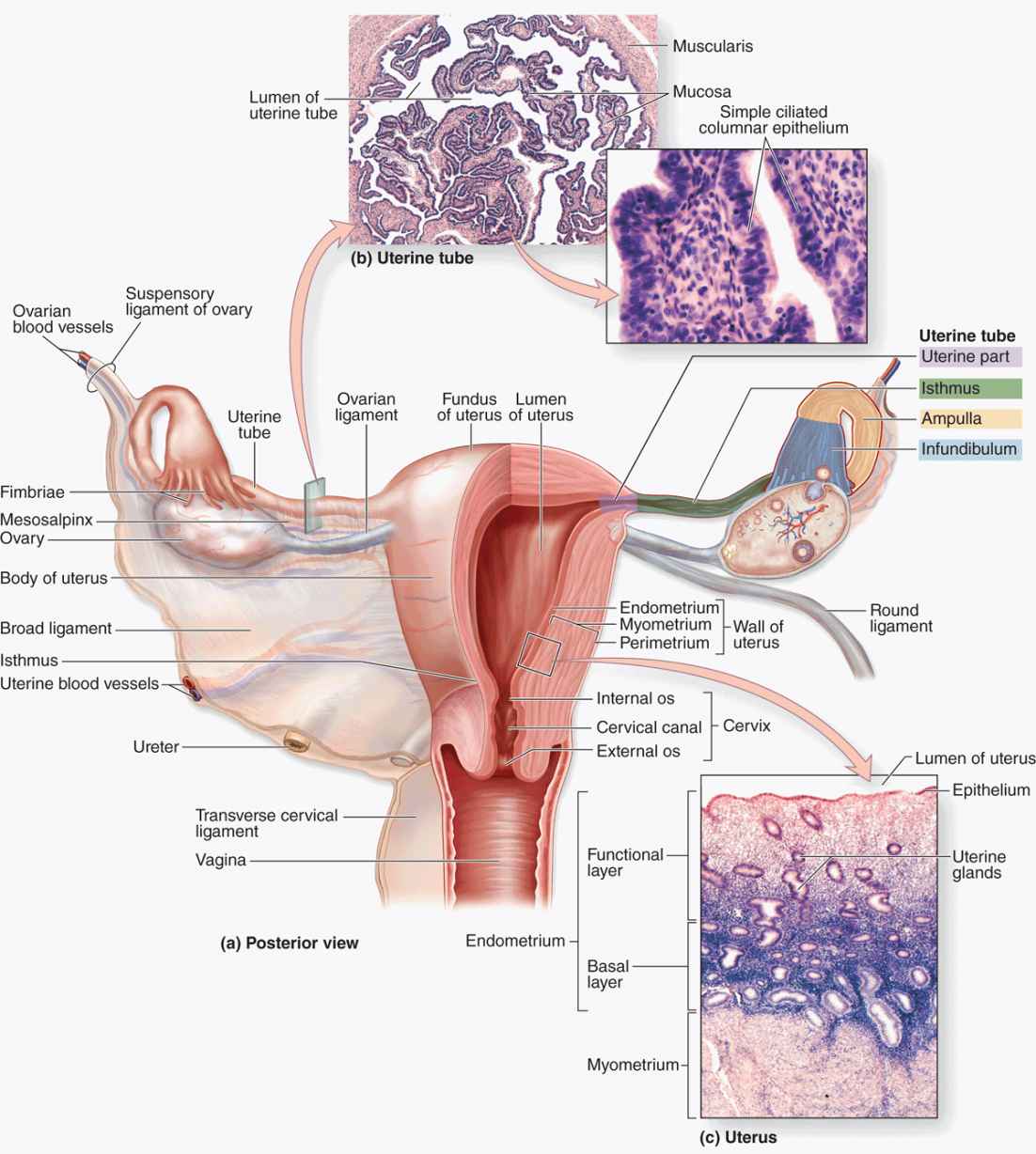 Репродуктивная система, маточная труба